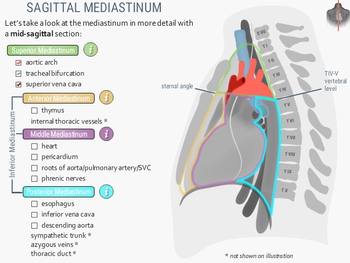 U Br Columbia Drawing The Superior Mediastinum English Labels Anatomytool